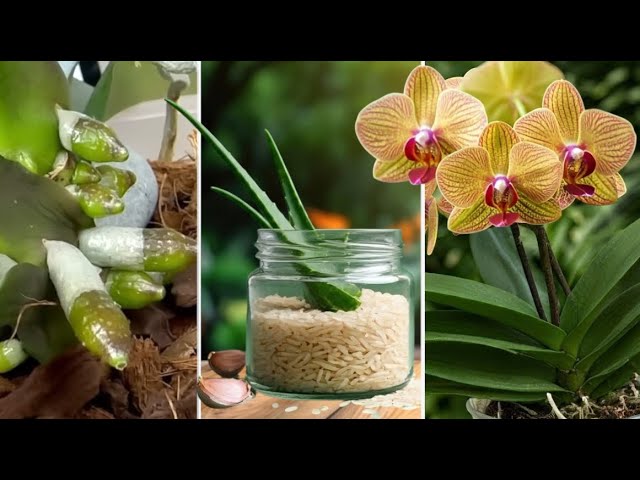 🌺 Amazing! My Orchids Grew 200% More Roots & Blooms with THIS Recipe!