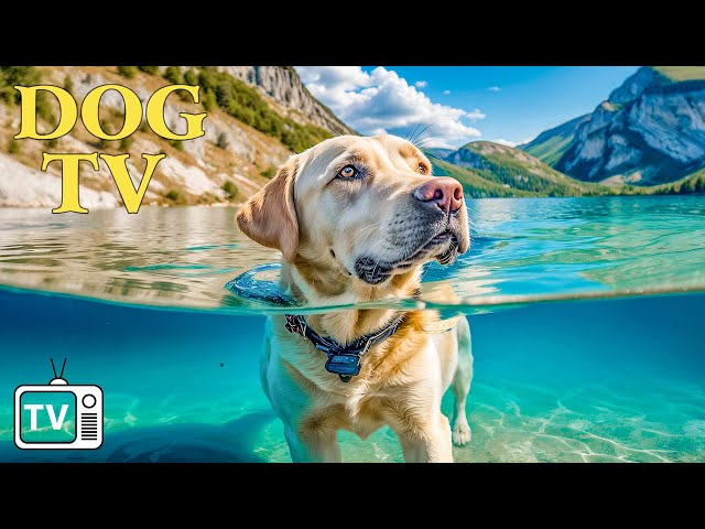 [No Ads] DOG TV: Ultimate Video to Calm Dogs & Prevent Boredom + Best Anti-Anxiety Music for Dogs