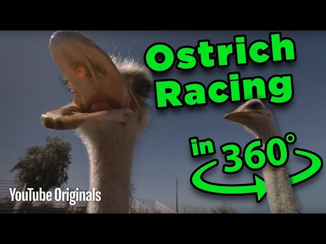 Beware the BEAK! Ostrich Racing 360 - Game Lab 360 Video