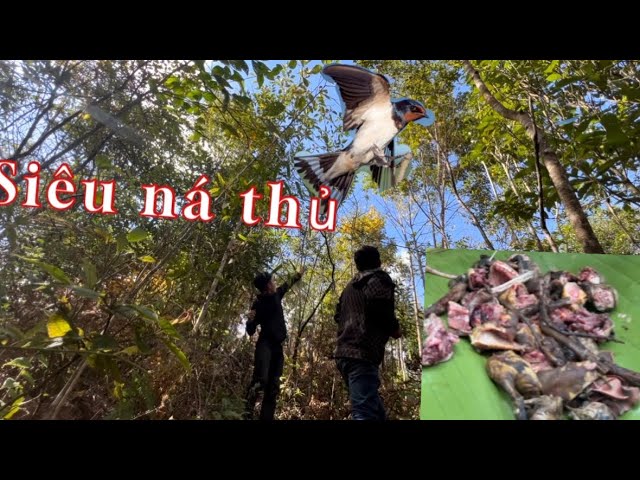 Tìm kiếm thức ăn trong rừng. Search for food in the forest