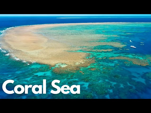 Dive into the Wonders of the Coral Sea