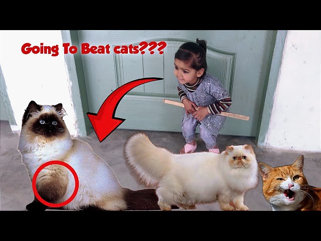 Is she going to beat cats with a stick?| Desi family vlogs| Indian vlogs| Pakistani Vlogs