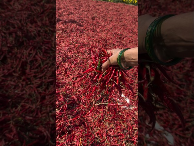 Guntur Mirchi🌶️#guntur #mirchi #gunturkaaram #chilly #youtubeshorts #shortvideo #shorts #short #food