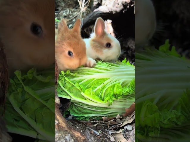 The little rabbit hides in the tree hole and eats cabbage