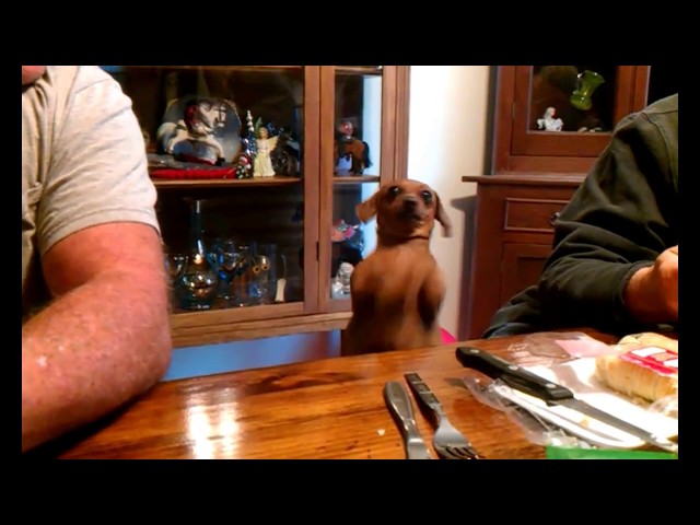 Dog Talks "I want some"