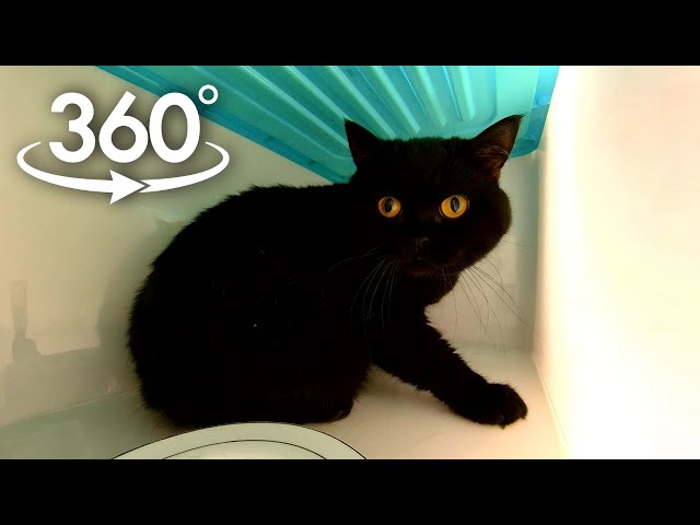 360° VR | Cute cat eatting in a box