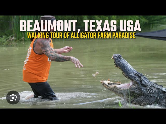 Meet the World's Most Daring Alligator Trainer, Walking Tour AND Guide USA- 4k, .