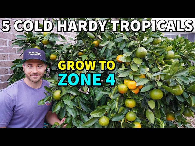 5 TROPICAL FRUITS Northern Gardeners Can Actually Grow!