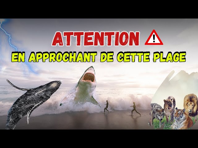 🔴Les plages les plus dangereuses du monde requins |animaux sauvages| Méduse venimeuse courants forts