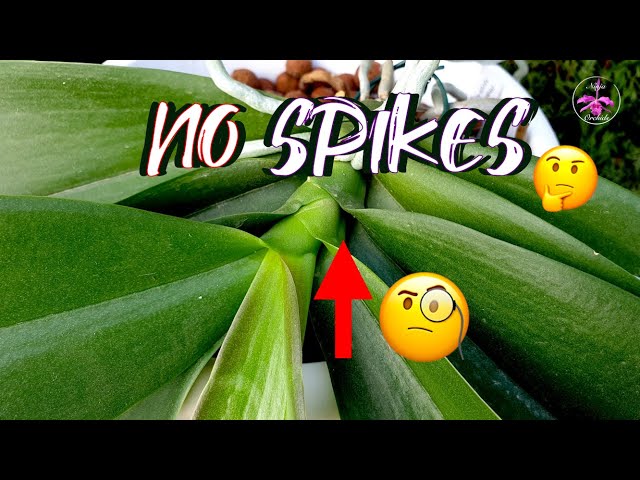 How to get Phalaenopsis Orchid to GROW SPIKES | WHY a Spike will NOT Grow | What to do #ninjaorchids