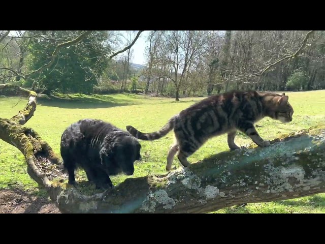 Visitor Caroline had Ovenmitt & Bear complete for attention over lambs