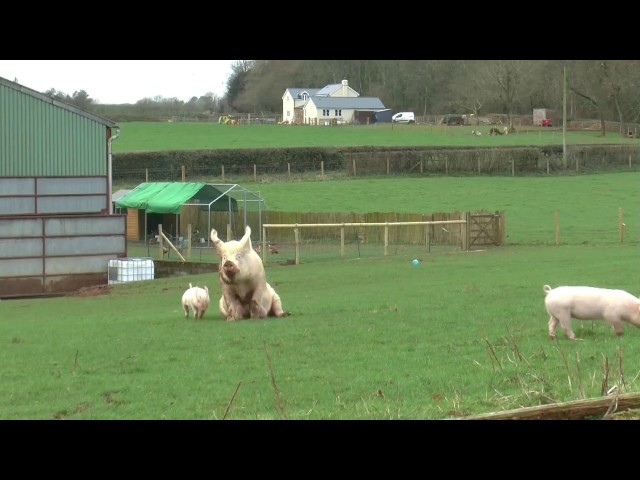 Dance of Joy!: watch this rescue sow experience the outside for the first time!