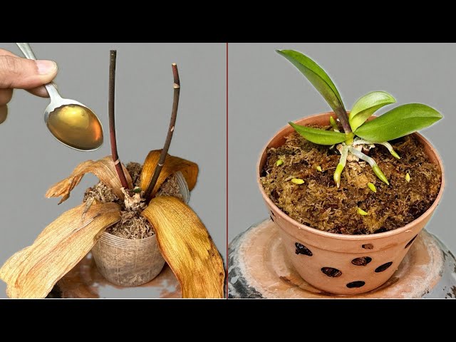 Only Honey! Orchids immediately grow from the base and bloom all year round