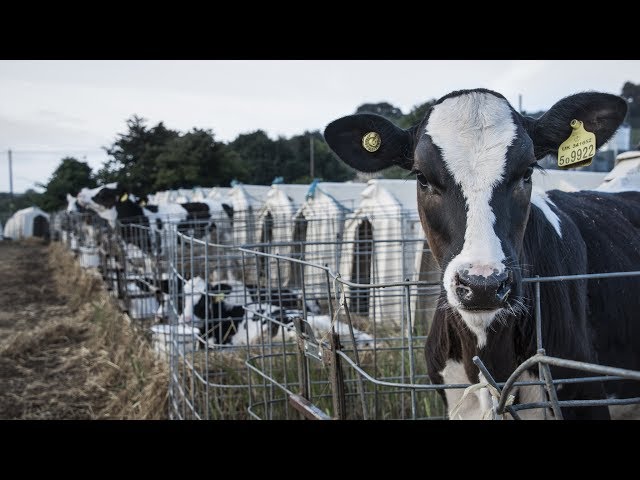 iAnimal - The dairy industry in 360 degrees, narrated by Evanna Lynch