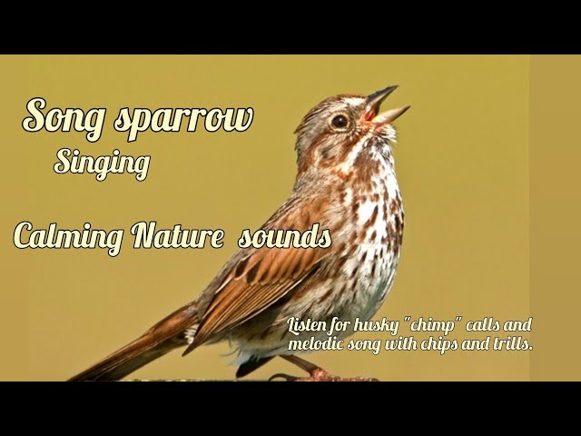 song sparrow singing peaceful nature sounds #birds #sparrows #birdslover #gardening #wildlife