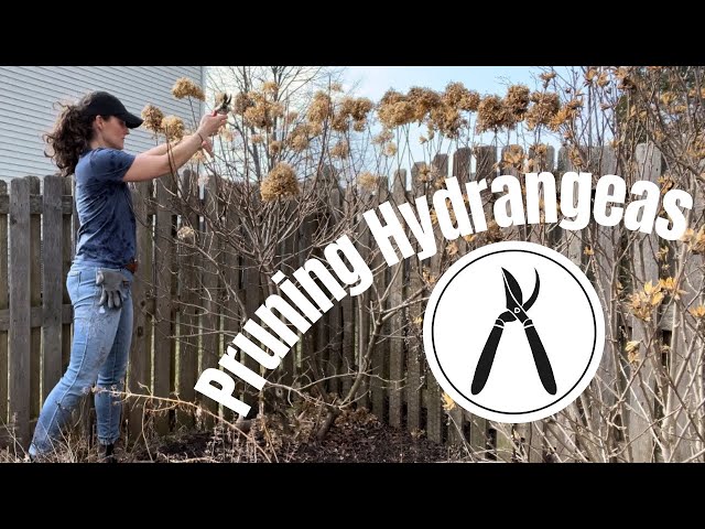 Pruning Hydrangeas | Here She Grows