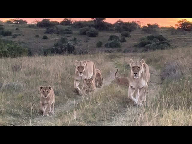 Lioness’s walking theirs cubs at sunset. Schotia Private Game Reserve (South Africa)