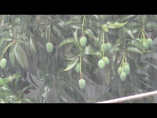 এই মুহুর্তে ঢাকায় মুষলধারে বৃষ্টি হচ্ছে... | Raining heavily in Dhaka at the moment