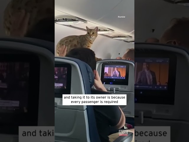 Loose Cat Holds Up Delta Flight from New York to Texas #shorts