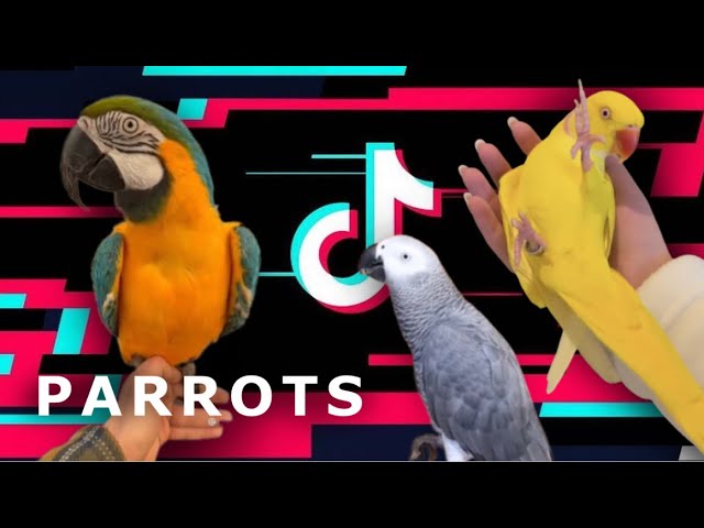 Parrot TikTok Compilation | Part 1