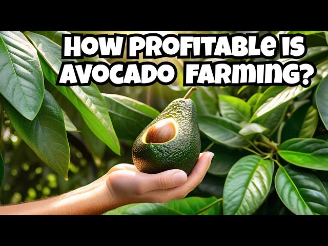 How profitable is avocado farming #AvocadoFarming  #FarmingGuide #financial #wealthbuilding #farm