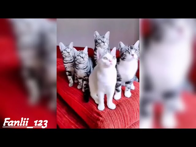 CAT FUNNY VIDEO 😂🤣