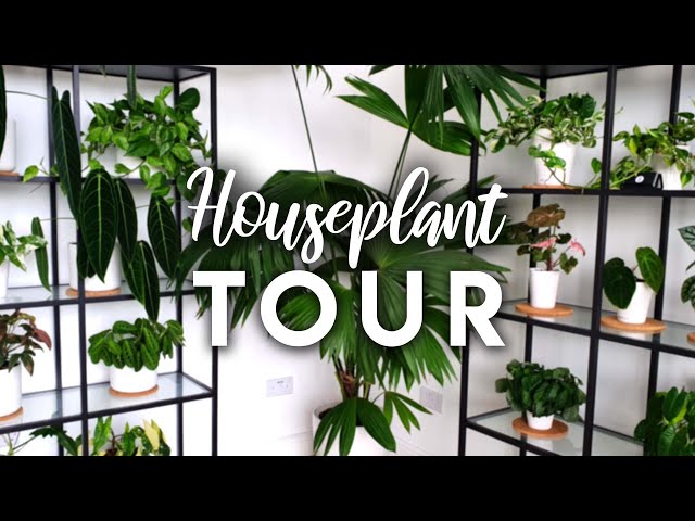 Houseplant Tour! | An Update of My Studio Indoor Plants! | August 2021