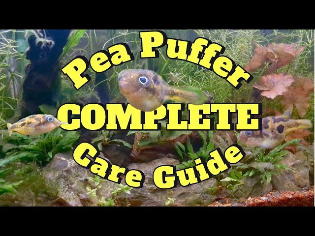 How to Set Up a Pea Puffer Tank for Success.