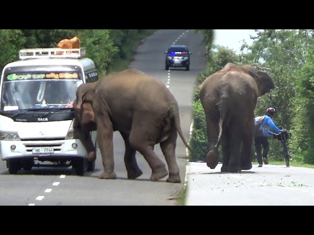 Why You Shouldn't Feed Wildlife: Elephant Edition