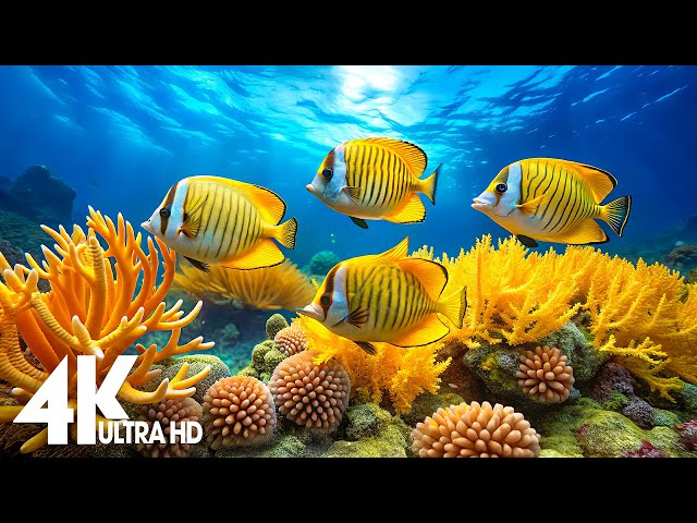 4K Amazing Aquarium 🐟 The Stunning And Colorful Sea Creature - Deep Sleep Meditation Music