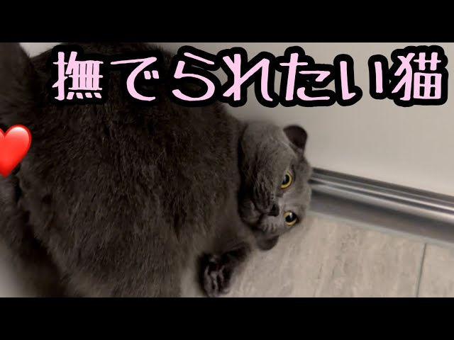 容赦しない猫🐱