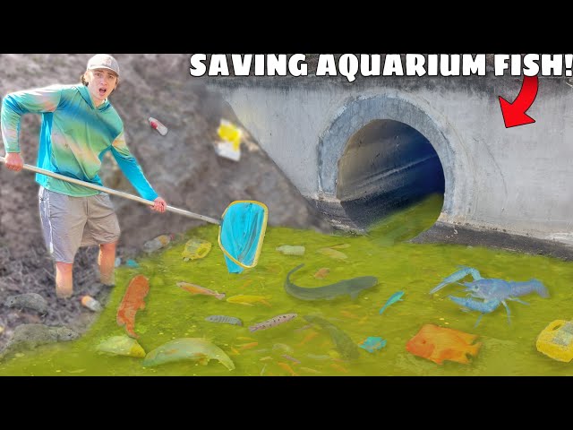 Saving Aquarium Fish LIVING in POLLUTED WATER!