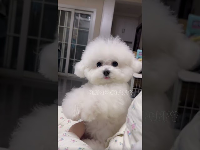 cute puppies funny moment cute overload ❤️#hellomochi #dog #bichon