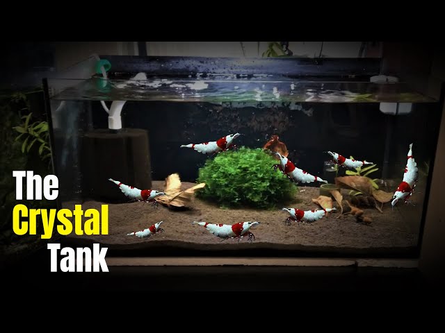 How to set up a crystal red shrimp tank