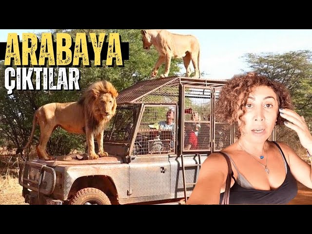 THE LIONS CLIMBED ON THE CAR.!! Lion Safari West Africa Senegal