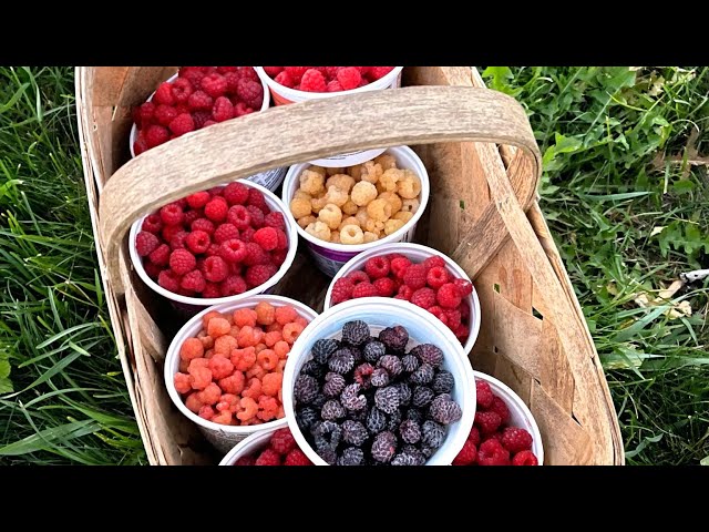 How to PRUNE RASPBERRIES of all types and colors!