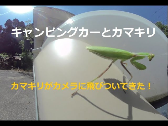 キャンピングカーとカメラに向かって飛んできたカマキリ！A praying mantis flew towards the camper and the camera!　180度3DVR　oculus