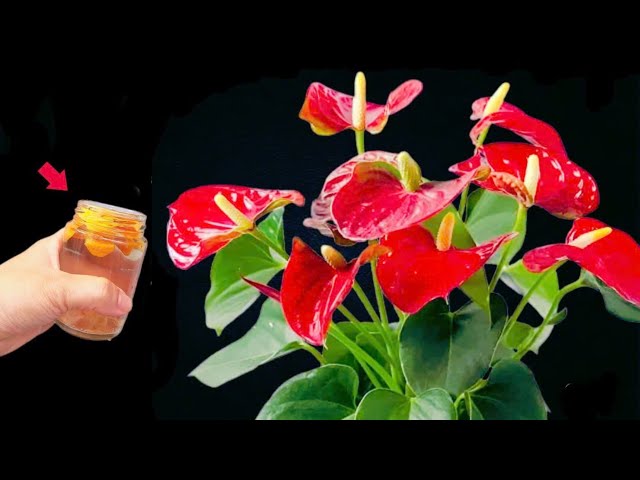 1 cup per week!Makes the whole garden of anthuriums bloom with thousands flowers all year round