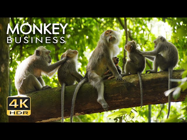 4K HDR Monkey Business - Life of Monkeys - Animal Documentary - Fun & Relaxing Music Video - No Talk