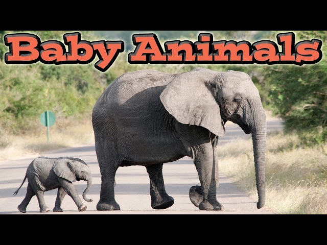 Cute Baby Animals | Kids Learning Videos