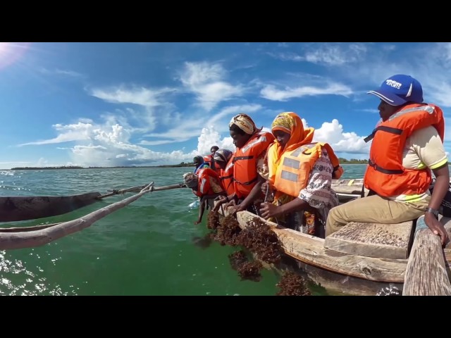 Making Waves:  Rethinking Seaweed Farming for Women's Empowerment