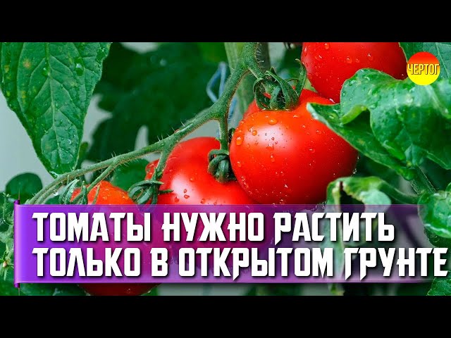 How to grow tomatoes in open ground. The best tomatoes