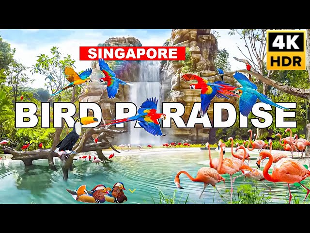 Newly Opened Singapore World Class Bird Paradise Full Tour 🇸🇬🦜🦩🐥