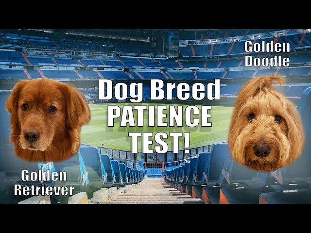 Patience CHALLENGE! Golden Doodle vs. Golden Retriever... (AND Backpack Bike Ride)