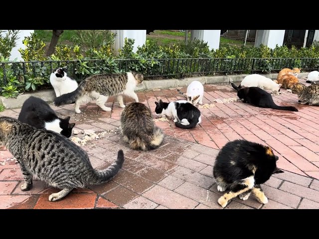 Feed many stray cats. Cat lovers hope cats feel loved by people this winter.#catvideos #kitten