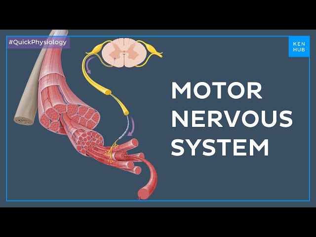 Motor (efferent) nervous system - Quick Physiology | Kenhub