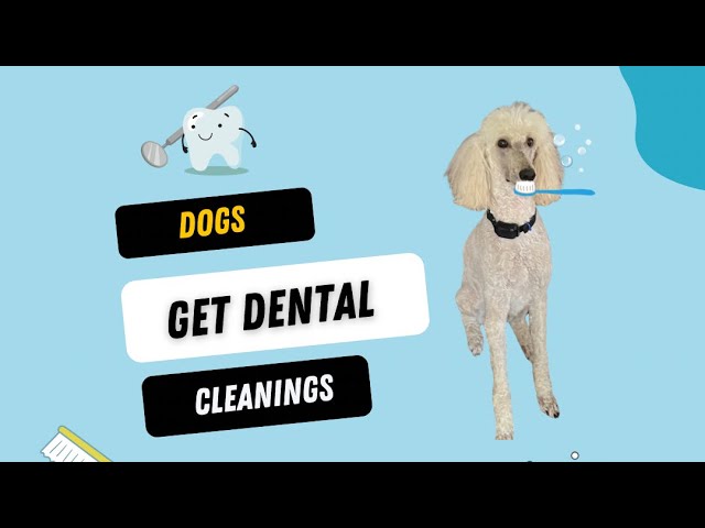 Why Dog Dental Cleanings Are So Important (Vlog)