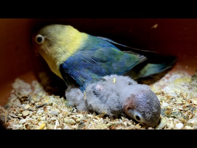 Lovebirds Nest Live 🐦 | Baby Parrots Growing Up | Birds Live | Watch Nature Unfold 🕊️ #cattv