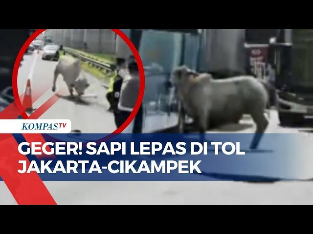 Sapi Lepas Berlarian di Ruas Tol Jakarta-Cikampek, Arus Lalu Lintas Alami Kemacetan