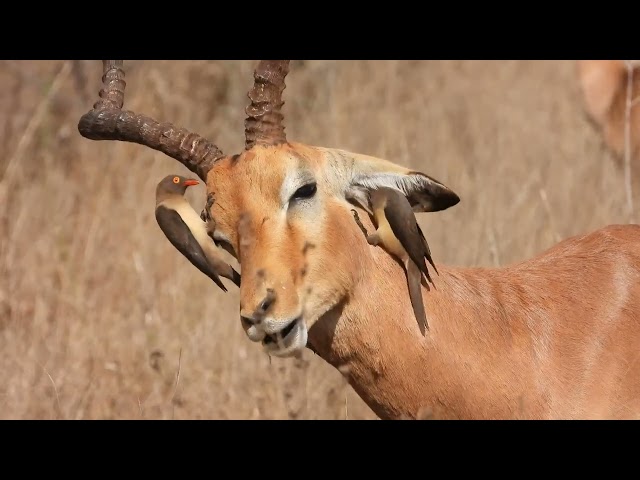 Day 13 - Grooming services provided by Oxpeckers on tick-infested animals